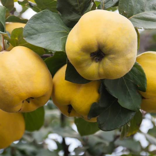 Coing Aromatnaya Les bons plants du Quercy