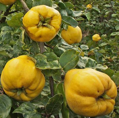 Coing Aromatnaya Les bons plants du Quercy