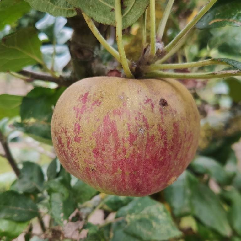 Pomme Reinette Baumann Les bons plants du Quercy