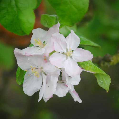 Pomme Reinette Baumann Les bons plants du Quercy