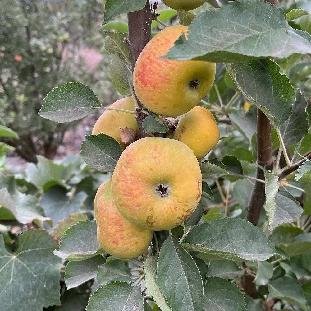 Pomme Belle de Boskoop Les bons plants du Quercy