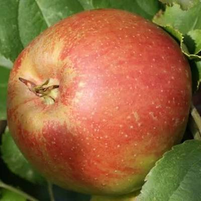 Pomme Belle de Boskoop Les bons plants du Quercy