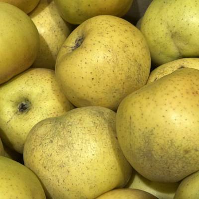 Pomme Bellechard Les bons plants du Quercy