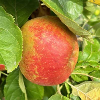 Pomme Boskoop rouge Les bons plants du Quercy