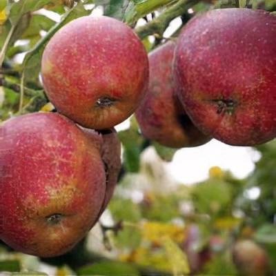 Pomme Boskoop rouge Les bons plants du Quercy