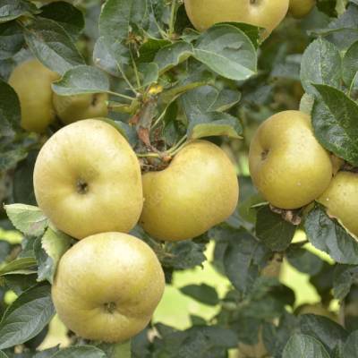 Pomme Reinette du Canada