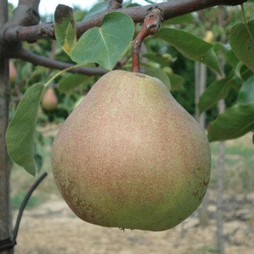 Poire Catillac Les bons plants du Quercy
