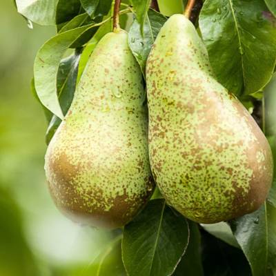 Poire Conférence