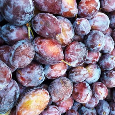 Prune Datil Les bons plants du Quercy
