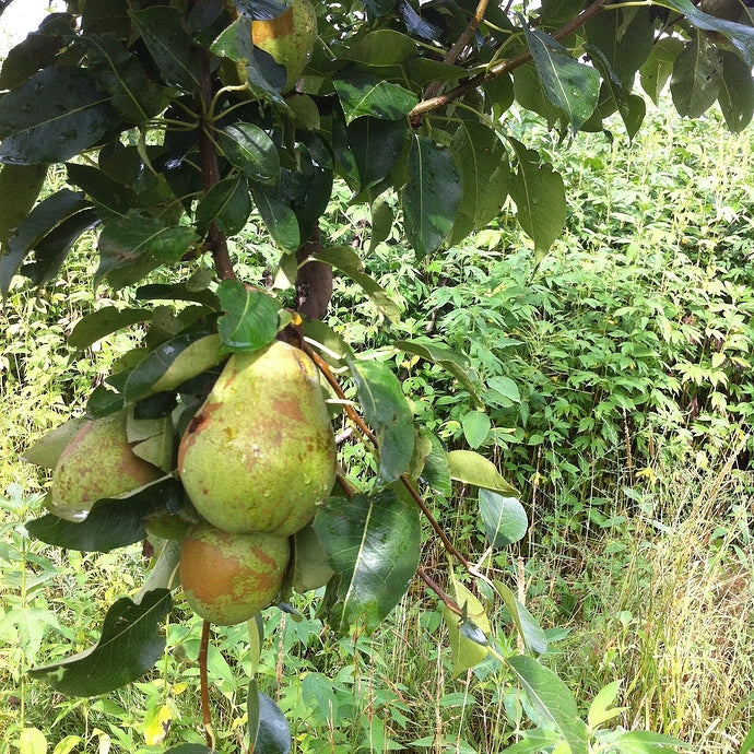 Poire Duchesse d'Angoulême Les bons plants du Quercy