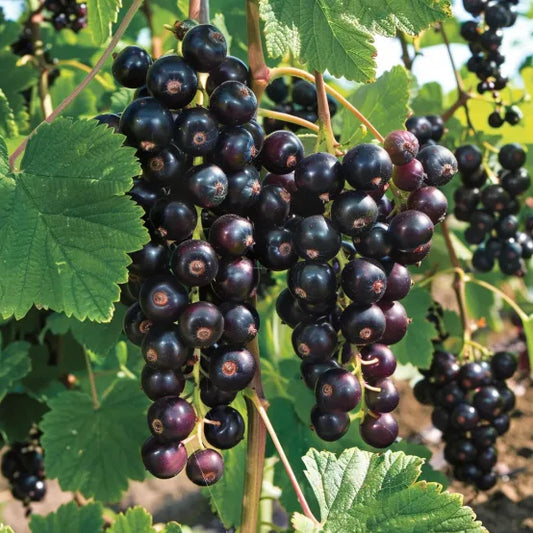 Cassis Géant de Boskoop
