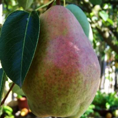 Poire Guyot