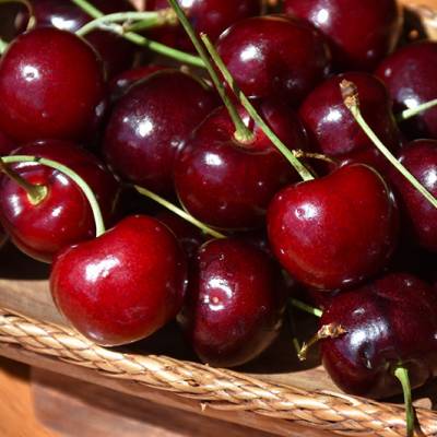 Cerise Bigarreau Hedelfingen Les bons plants du Quercy