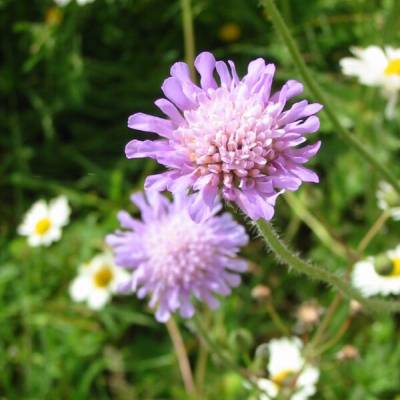 Knautie des champs