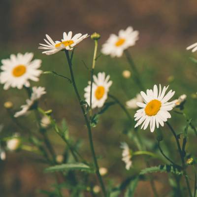 Grande marguerite