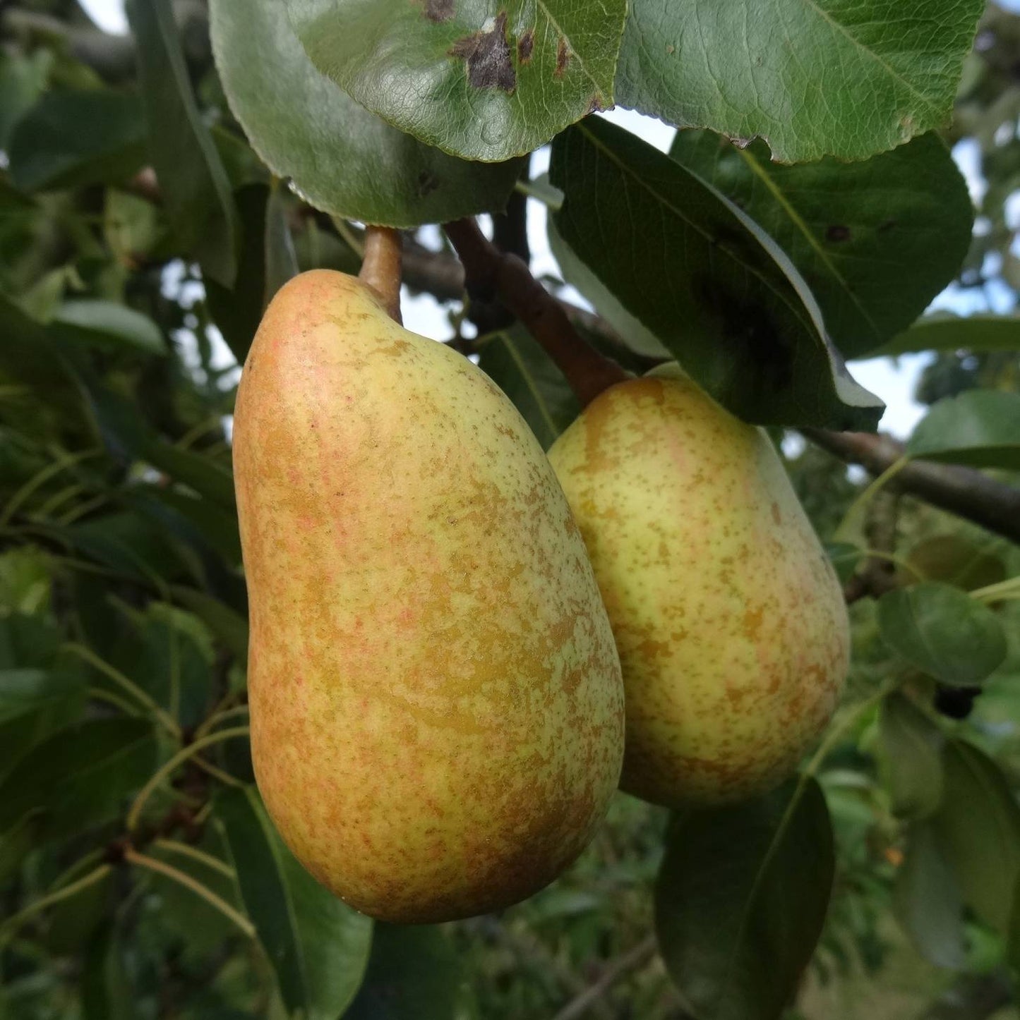 Poire Beurré précoce Morettini Les bons plants du Quercy