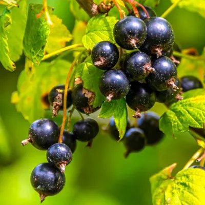 Cassis Blackdown