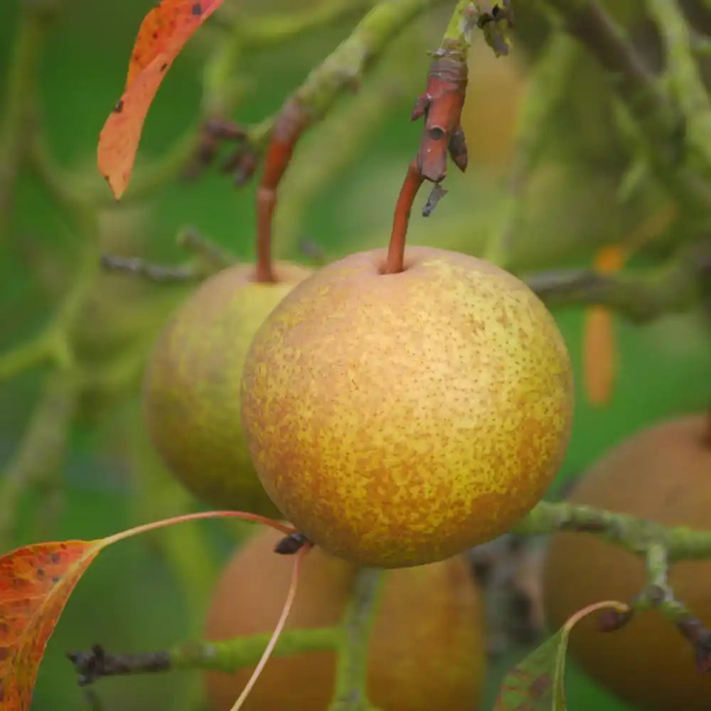 Poire Passe-Crassane Les bons plants du Quercy