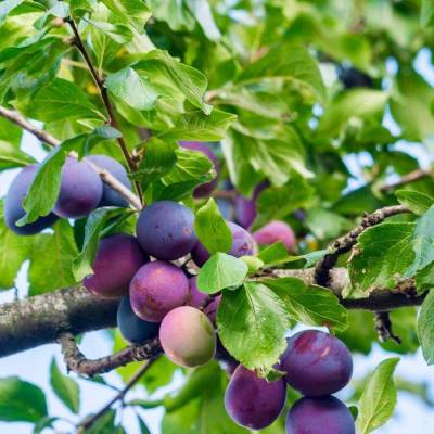 Prune Président Les bons plants du Quercy