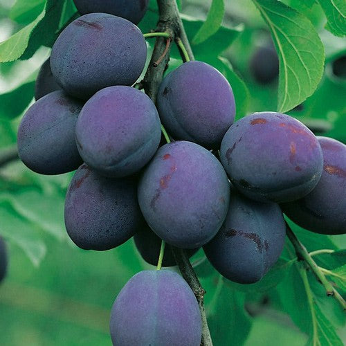 Prune Président Les bons plants du Quercy