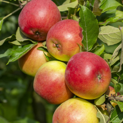 Pomme Reine des reinettes