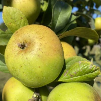 Pomme Reinette Clochard Les bons plants du Quercy