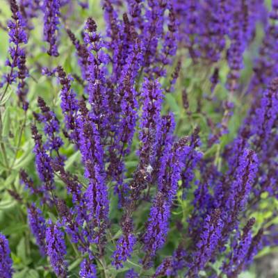 Sauge officinale