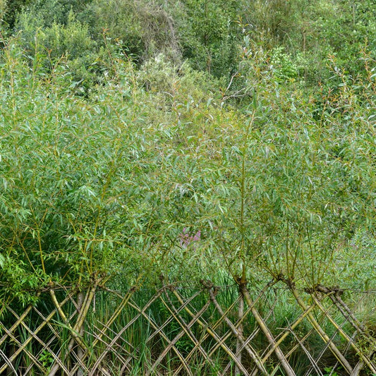 Saule Osier Noir de Vilaine