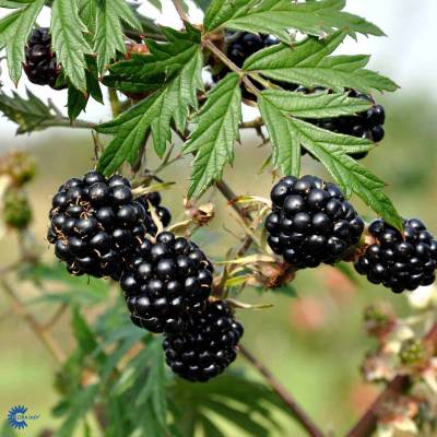 Mûre Thornless Evergreen Les bons plants du Quercy