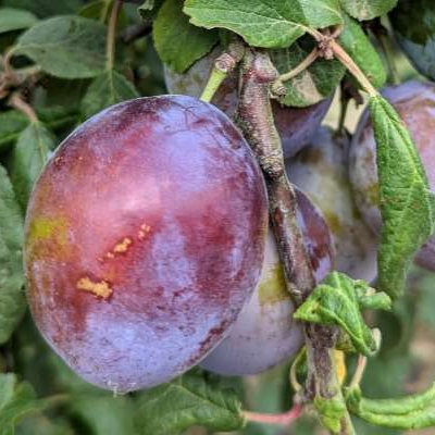 Prune Valérie