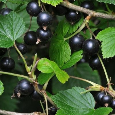 Cassis Bigno