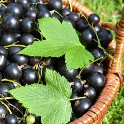 Cassis Bigrou