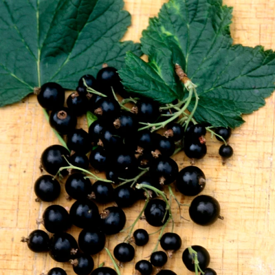 Cassis Bigno