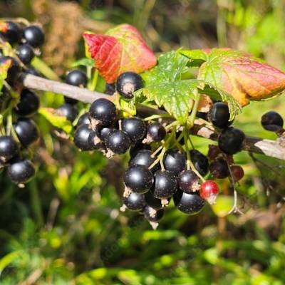 Cassis Blackdown