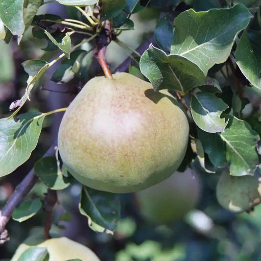 Poire Pérous Saint-Jean Les bons plants du Quercy