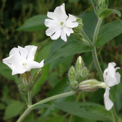 Compagnon blanc