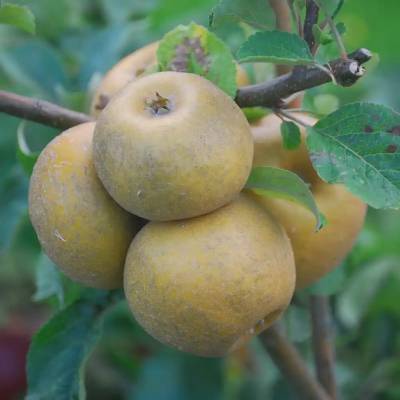 Pomme Patte de loup Les bons plants du Quercy