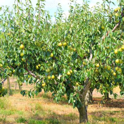 Poire Alexandrine Douillard Les bons plants du Quercy