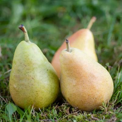 Les fruitiers