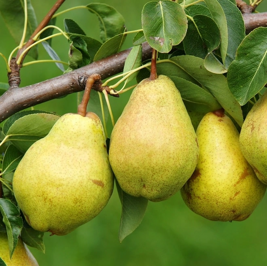 Poire Alexandrine Douillard Les bons plants du Quercy