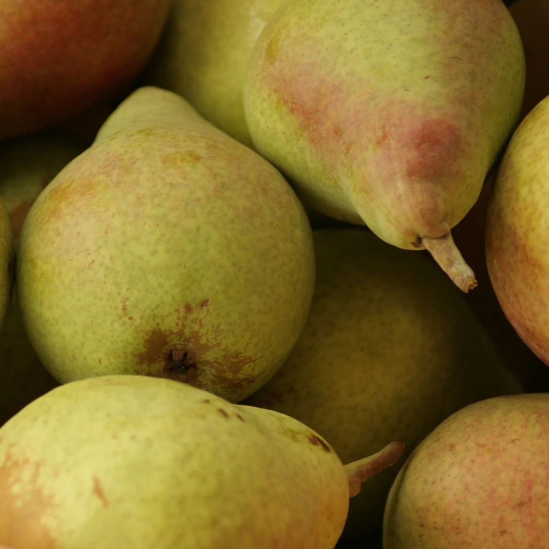 Poire Alexandrine Douillard Les bons plants du Quercy