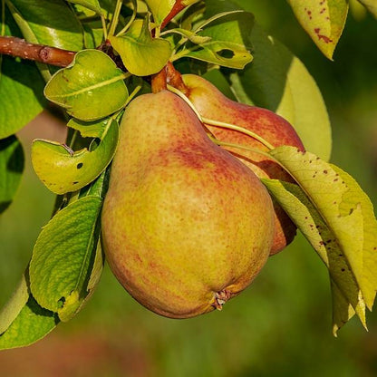 Poire d'Auch Les bons plants du Quercy