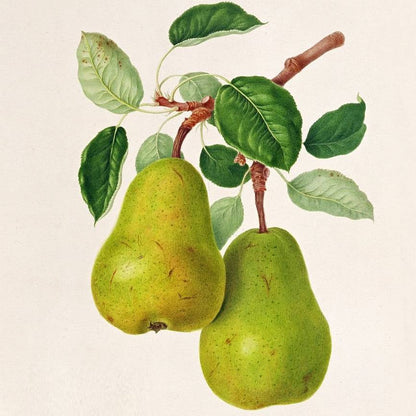 Poire d'Auch Les bons plants du Quercy