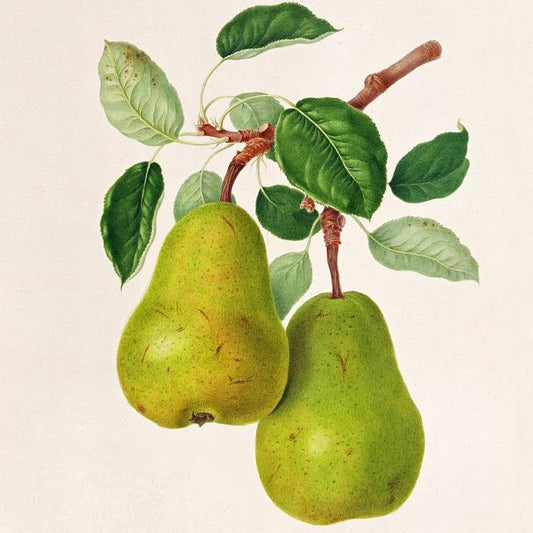 Poire d'Auch Les bons plants du Quercy