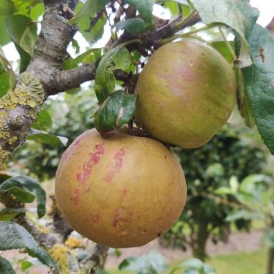 Pomme Reinette Baumann Les bons plants du Quercy