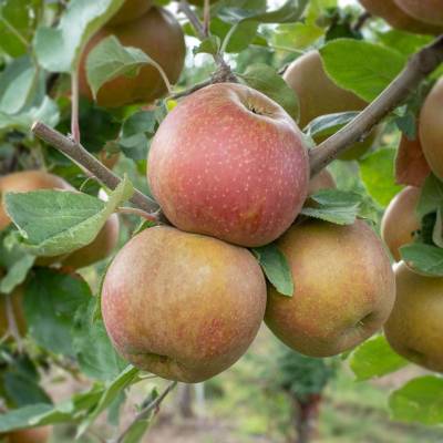 Pomme Belle de Boskoop Les bons plants du Quercy