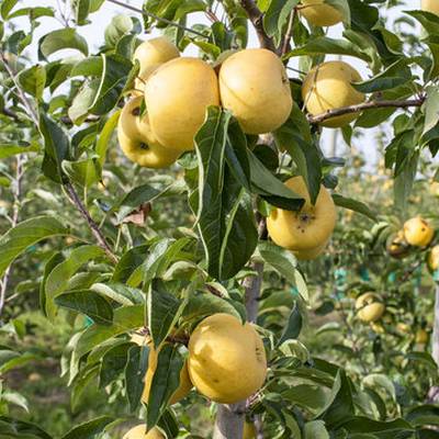 Pomme Bellechard Les bons plants du Quercy