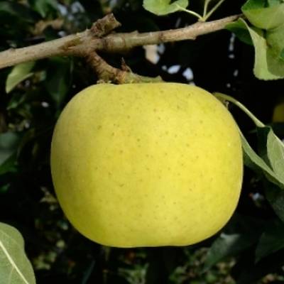 Pomme Bellechard Les bons plants du Quercy
