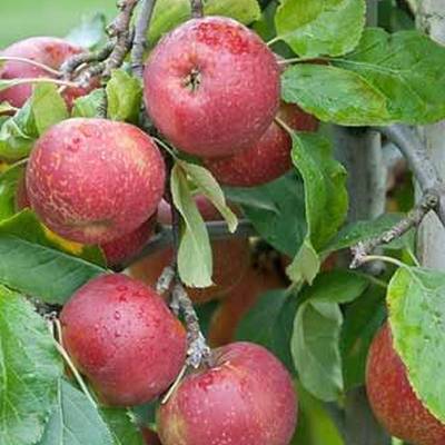 Pomme Boskoop rouge Les bons plants du Quercy