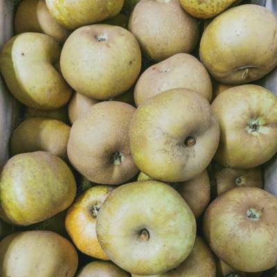 Pomme Reinette du Canada